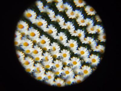 バタフリー ヤンヤンマ コンパンって 答えは最後に 日本医歯薬専門学校